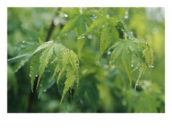 a-japanese-maple-tree-covered-in-dew-photographic-print-c10250295.jpg